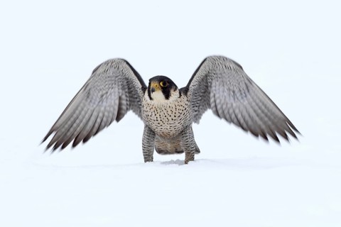 Peregrine Falcon (Falco peregrinus) male, Baden-Wuerttemberg, Germany
