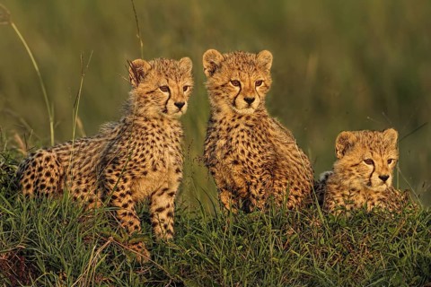Cheetah (Acinonyx jubatus) three cubs, Masai Mara, Kenya