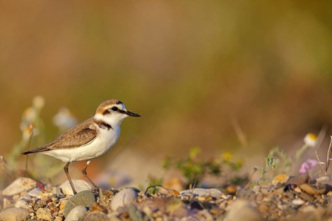 Animals, birds, plover, Kentish plover, (Charadrius alexandrinus), biotope, habitat, foraging,