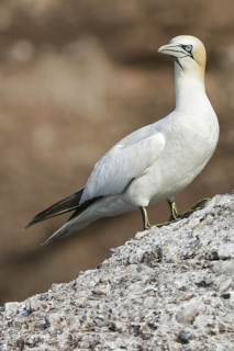 Northern Gannet (Morus bassanus), Quebec, Canada
