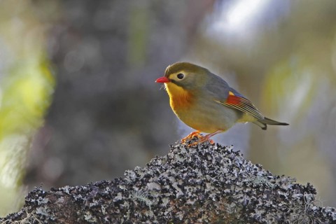 Red-billed Leiothrix, Leiothrix lutea