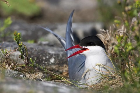Arctic Tern (Sterna paradisaea), Schleswig-Holstein, Germany