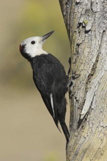 White-headed Woodpecker (Leuconotopicus albolarvatus), Oregon, USA