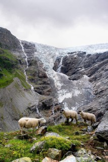 Three sheep (Ovis gmelini aries) on a steep mountain meadow in front of a glacier, mountain