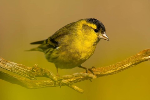A vibrant male Eurasian Siskin, Spinus spinus, sits elegantly on a twig amidst a soft yellow-green