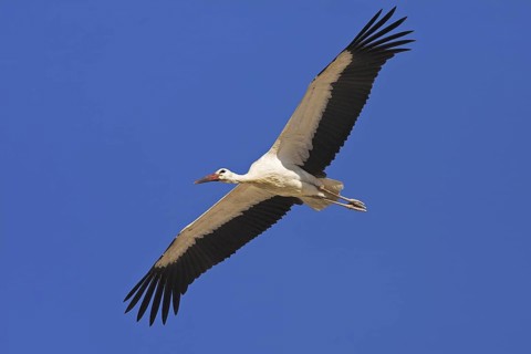 White Stork (Ciconia ciconia) flying, Oman