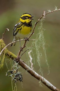 Townsend's Warbler (Dendroica townsendi) perched on a branch in Victoria, BC, Canada