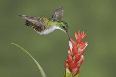 Andean Emerald (Amazilia franciae), Ecuador