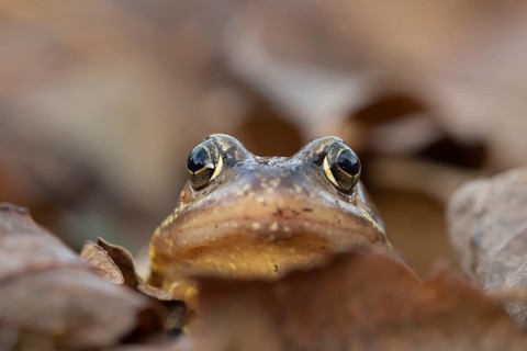 Common frog (Rana temporaria) adult amphibian amongst fallen autumn leaves in a garden, Suffolk,