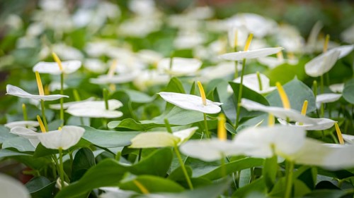 A lush field showcasing the vivid blooms of Anthurium andraeanum, surrounded by green foliage
