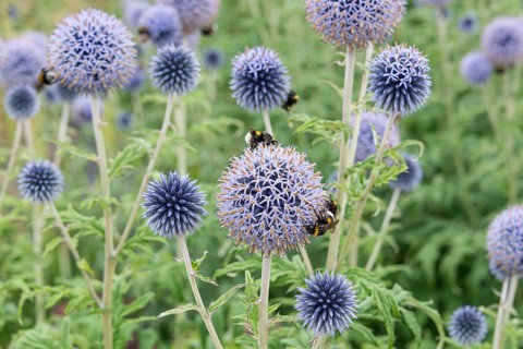Banat globe thistle (Echinops bannaticus 'Taplow Blue')