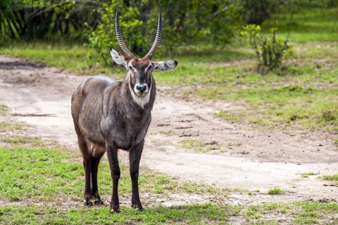 Defassa Waterbuck (Kobus defassa), Afrka, Kenya, Masai Mara, Masai Mara, Kenya
