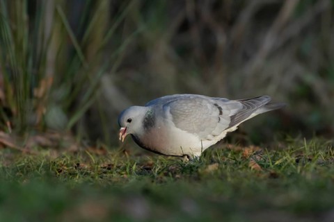 Stock dove (Columba oenas) adult bird feeding on grassland, England, United Kingdom