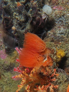A bright orange red fan worm (Protula bispiralis) . Dive site False Bay, Cape of Good Hope, Cape