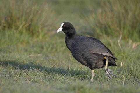 Blaessralle, Blaesshuhn (Fulica atra), Coot, Altvogel, April, Insel Texel, Nordholland, Nordsee,