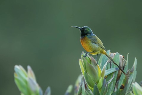 Orange-breasted Sunbird (Anthobaphes violacea) male, Western Cape, South Africa