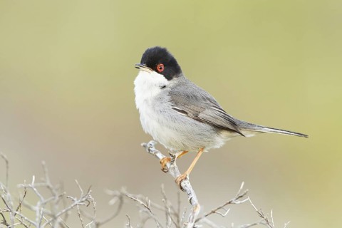 Sardinian Warbler (Sylvia melanocephala) male singing, Mallorca, Spain
