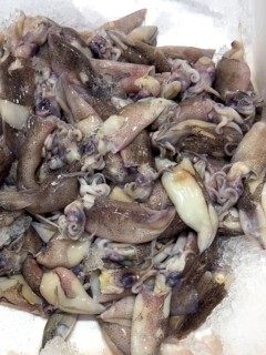 Squid (Loligo forbesii) on ice in refrigerated counter fish counter display of fishmonger fish