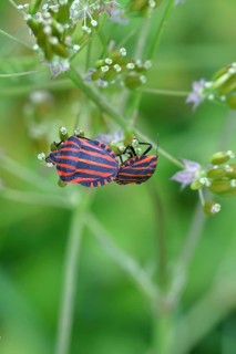 Stripe bugs (Graphosoma italicum) mating on a flower of the meadow chervil (Anthriscus sylvestris),