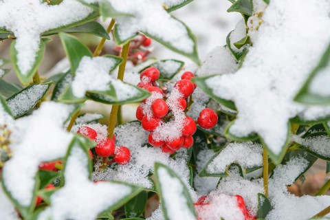 Skimmia (Skimmia japonica 'Red Diamonds'), An den Dorfwiesen 9, Germany