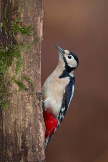 Great spotted woodpecker (Dendrocopos major) adult bird on a tree trunk in a woodland, England,