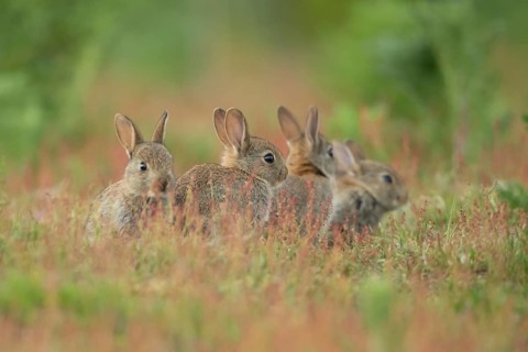Rabbit (Oryctolagus cuniculus) four juvenile baby bunny animals amongst flowering Sorrel flowers in