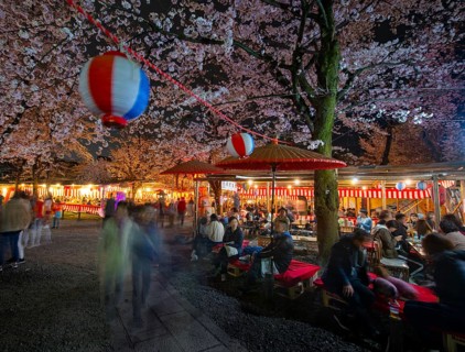 Visitors and food stalls among illuminated blooming cherry trees at Cherry Blossom Festival,