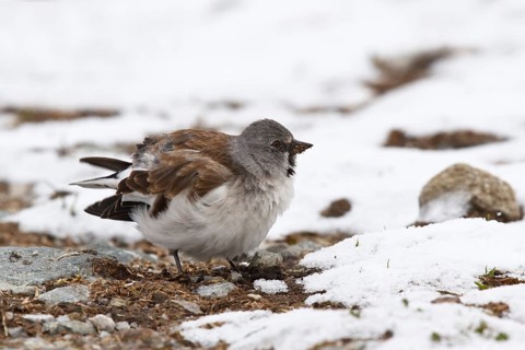 Snowfinch (Montifringilla nivalis) male, Tyrol, Austria