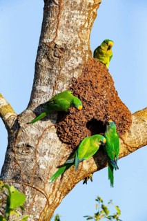 Peach-fronted conure (Aratinga aurea) Pantanal Brazil