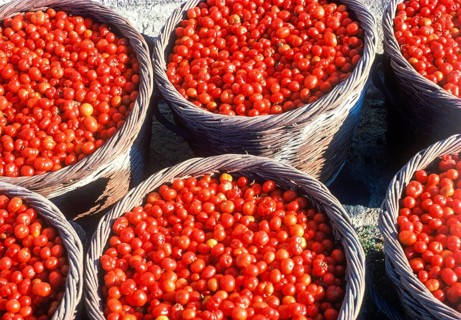 Santorini tomato harvest, Santorini, Cyclades, Greece