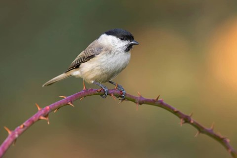 Marsh Tit (Poecile palustris) perched on a branch, Poland