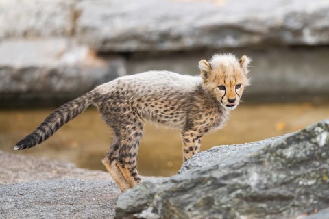 Cheetah (Acinonyx jubatus) youngster standing on a rock, captive, occurrence Africa