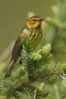 Cape May Warbler (Setophaga tigrina), Manitoba, Canada