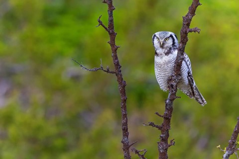 Barred owl, (Surnia ulula), animals, birds, owl family, owl, perch, biotope, habitat, Varanger Bird