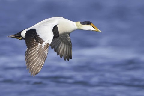 Common Eider (Somateria mollissima) male flying, Manitoba, Canada