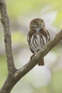 Ferruginous Pygmy Owl (Glaucidium brasilianum), Costa Rica