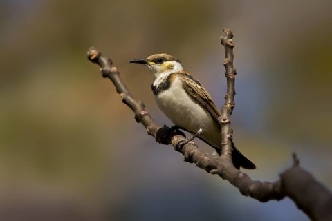 Banded Honeyeater (Cissomela pectoralis) juvenile, Western Australia, Australia