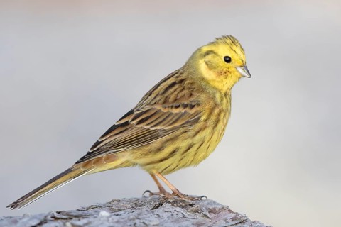 Yellowhammer (Emberiza citrinella) male perched on a rock, Bavaria, Germany