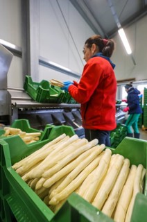 Wesel, North Rhine-Westphalia, Germany, harvest workers from Eastern Europe wash and sort the