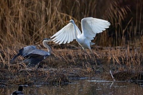Great White Egret (Egretta alba) Germany