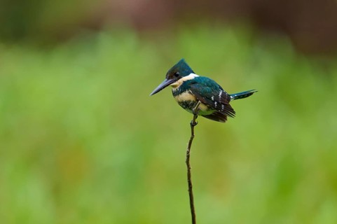 A kingfisher sits quietly on a thin branch with a soft, green background that emphasises the scene,