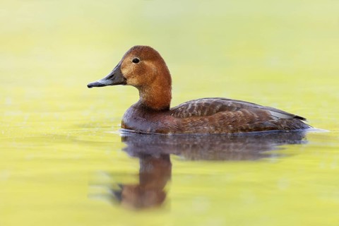 Common Pochard (Aythya ferina) female, Brandenburg, Germany