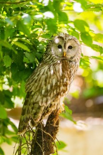 Ural Owl (Strix uralensis) sitting on a branch, Bavaria, Germany
