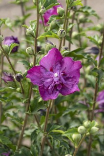 Garden marshmallow (Hibiscus syriacus PURPLE RUFFLES), Anchers Havecenter, Ellerhoop-Thiensen,