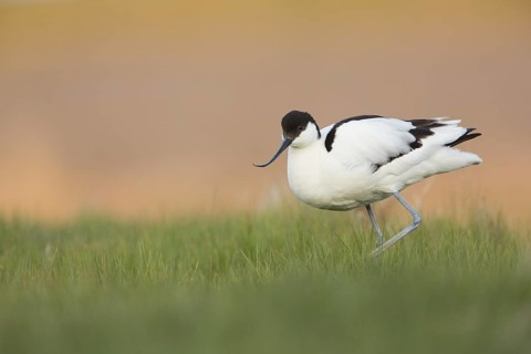 Pied Avocet (Recurvirostra avosetta), Texel, Netherlands