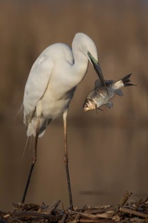 Great Egret (Ardea alba) with fish prey in beak, Subotica, Serbia