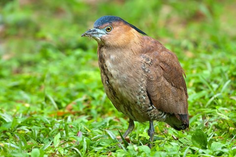 Malayan Night Heron (Gorsachius melanolophus), Taipei, Taiwan
