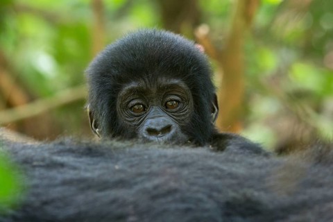 Mountain Gorilla (Gorilla beringei beringei) young portrait, Bwindi Impenetrable National Park,