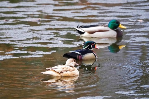 Couple of brides and mallard ducks on a lake, winter, Germany