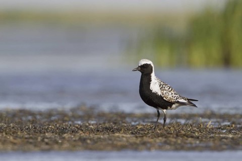 Grey Plover (Pluvialis squatarola), Alberta, Canada